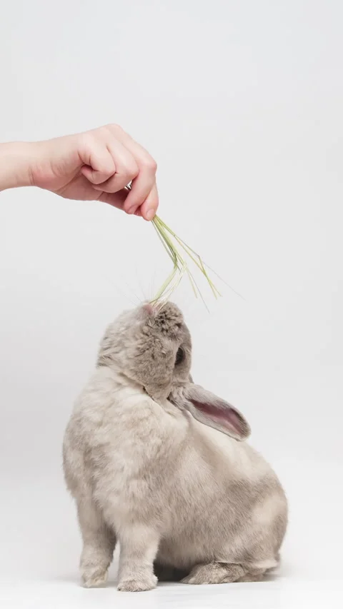 Cute gray dwarf rabbit standing on two hind legs, reaching up, eating hay fro Stock-Footage 236713831