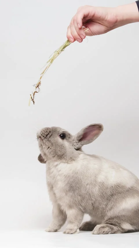Cute gray dwarf rabbit standing on two hind legs, reaching up, eating hay fro Stock Footage 236713877