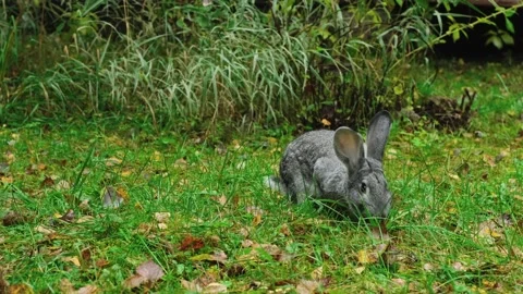 Cute gray Easter bunny chewing a juicy green leaf on a lawn. Vídeos de archivo 258564284