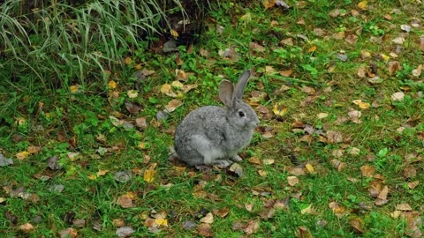 Cute gray Easter bunny chewing a juicy green leaf on a lawn. Stock Footage 263185175