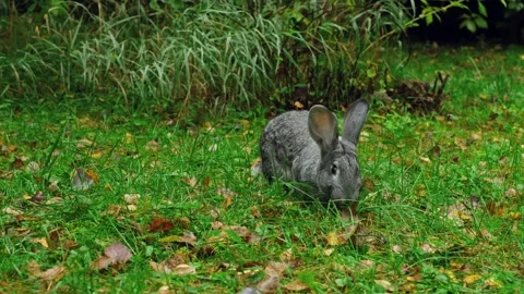 Cute gray Easter bunny chewing a juicy green leaf on a lawn. Видео 266489593