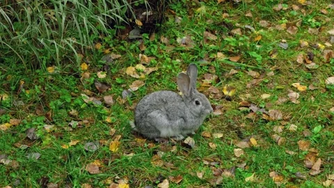 Cute gray Easter bunny sits motionless on a green lawn. Video stock 260997727
