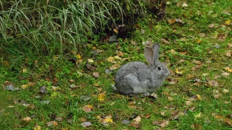 Cute gray Easter bunny sits motionless on a green lawn. Stock Footage 270028839