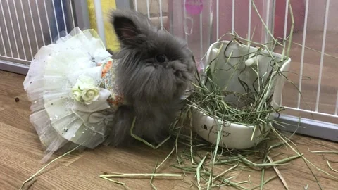 Cute Gray Fluffy Angora Rabbit Wearing a White Lace Dress Stock Footage 327175212