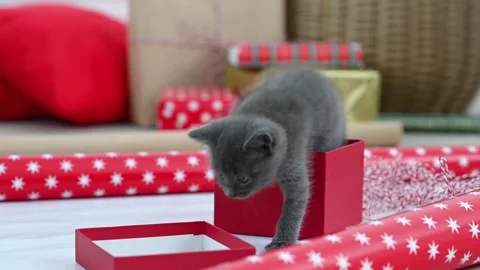Cute gray fluffy briton kitten plays with christmas red decorations Stock Footage 206661069