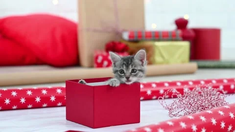 Cute gray fluffy briton kitten plays with christmas red decorations. High qualit Stock Footage 207864755
