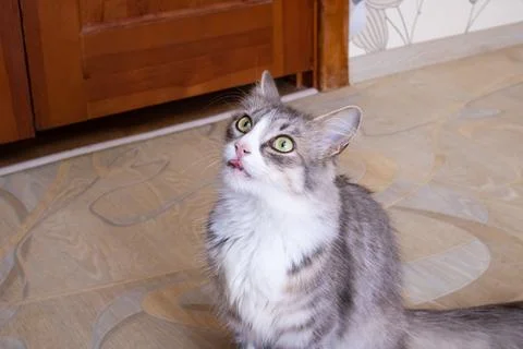 Cute gray fluffy cat close up portrait Stock Photos