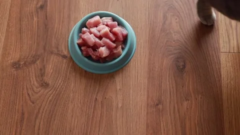 Cute gray fluffy cat eats organic kibble pieces of raw meat from bowl. Stock Footage 220422080