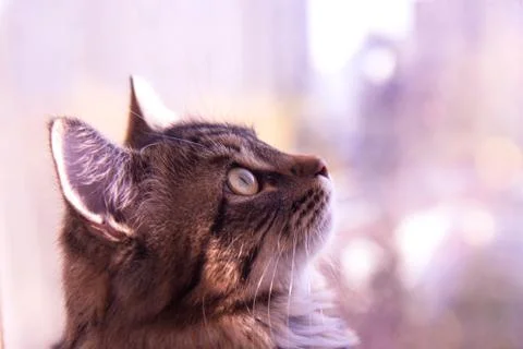 Cute gray fluffy cat by the window Stock Photos