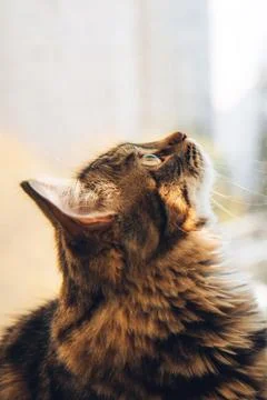 Cute gray fluffy cat by the window Stock Photos