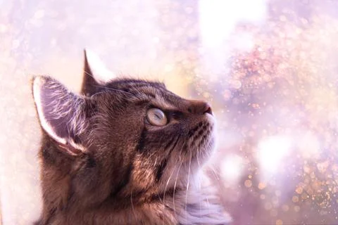 Cute gray fluffy cat by the window Stock Photos