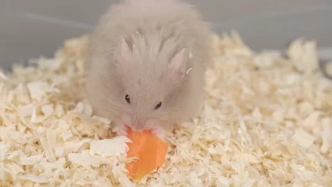 Cute gray fluffy hamster eats a carrot Stock-Footage 240601833
