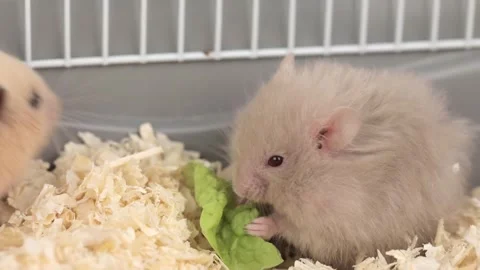 Cute gray fluffy hamster eats a green leaf of cabbage Stock-Footage 240601834