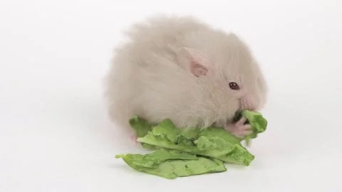 Cute gray fluffy hamster eats a green leaf of cabbage Stock-Footage 240601855
