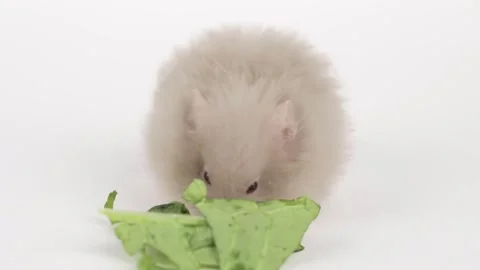 Cute gray fluffy hamster eats a green leaf of cabbage Stock-Footage 241008015