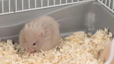 Cute gray fluffy hamster eats a green leaf of cabbage Stock-Footage 241951506
