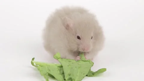 Cute gray fluffy hamster eats a green leaf of cabbage Video stock 241951566