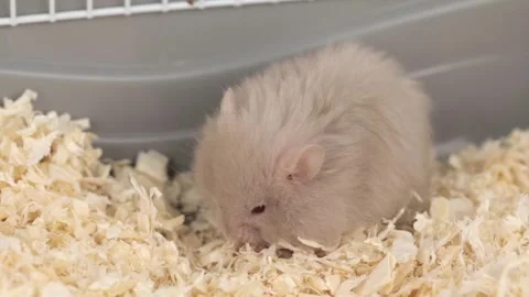 Cute gray fluffy hamster eats a green leaf of cabbage Stock Footage 242243193