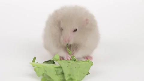 Cute gray fluffy hamster eats a green leaf of cabbage Video stock 242243316