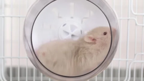 Cute gray fluffy hamster spinning in a wheel Stock Footage 240601816