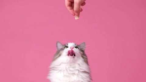 Cute gray kitten begging for food sitting on a pink background. Stockbeeldmateriaal 263449835
