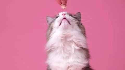 Cute gray kitten begging for food sitting on a pink background. Stockbeeldmateriaal 263449840