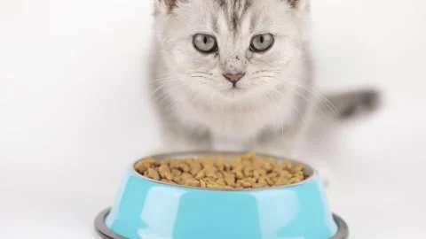 Cute gray kitten eats from a blue bowl Stock Footage