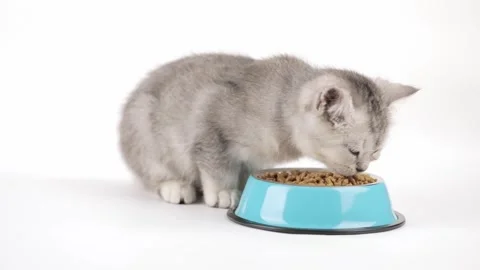 Cute gray kitten eats from a blue bowl Stock Footage 242160124