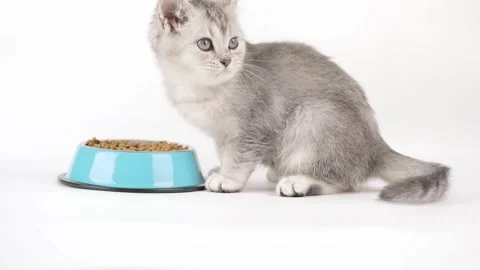 Cute gray kitten eats from a blue bowl Stock-Footage 242243185