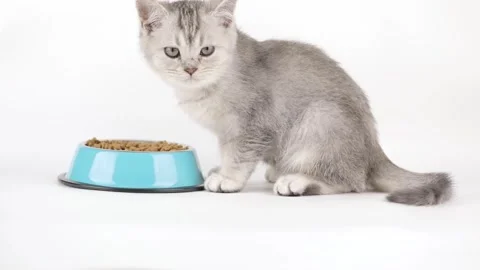 Cute gray kitten eats from a blue bowl Vídeo Stock 243444661