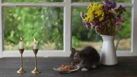 Cute gray kitten eats wet food from plate on the windowsill next window Stock Footage 201350378