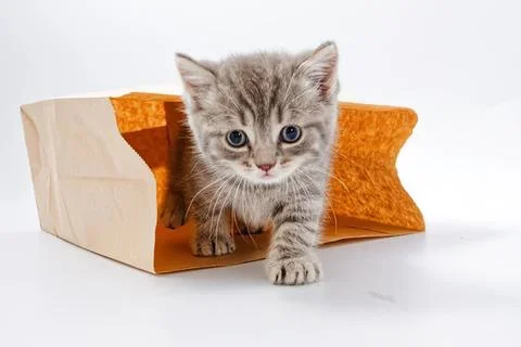 Cute gray kitten exploring inside a cardboard box Stock Photos