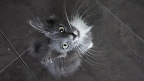 Cute gray kitten folows camera Video stock 117908989