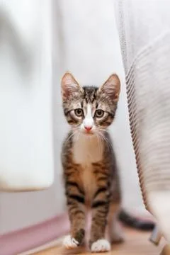 Cute gray kitten is hiding behing couch. Funny pet shooted from floor surface Stock Photos