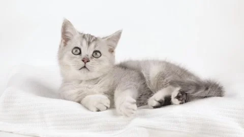 Cute gray kitten lies on a light background looks around Stock Footage