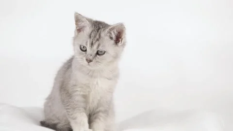 Cute gray kitten on a light background looks around Stock Footage 242243250