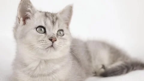 Cute gray kitten on a light background looks around 動画素材 246742103