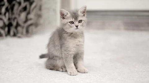 Cute gray kitten on a light background 動画素材 249580671