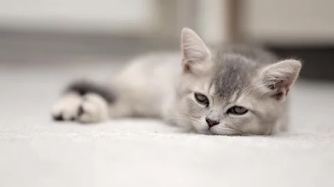 Cute gray kitten on a light background Stock Footage 249580720