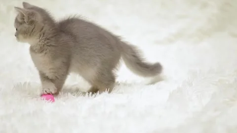 Cute gray kitten on a light background Vídeo Stock 249580853