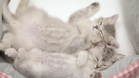 Cute gray kitten on a light background Vidéo 251718551