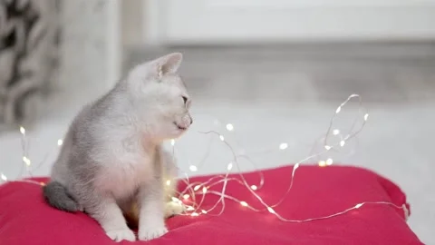 Cute gray kitten on a light background Stock Footage 251718576