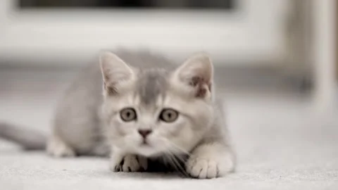 Cute gray kitten on a light background Stock Footage 251718808