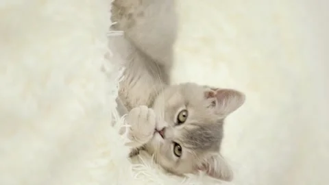 Cute gray kitten on a light background 動画素材 251718910