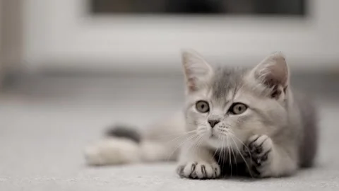 Cute gray kitten on a light background 動画素材 252058993