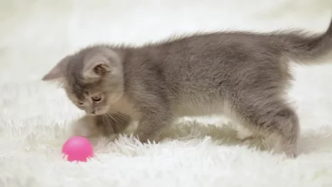 Cute gray kitten on a light background Video stock 252059066