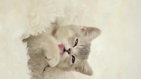 Cute gray kitten on a light background 動画素材 252059070