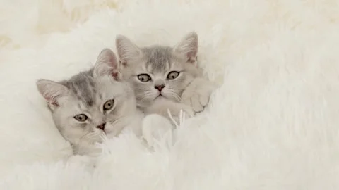 Cute gray kitten on a light background Video stock 252059184