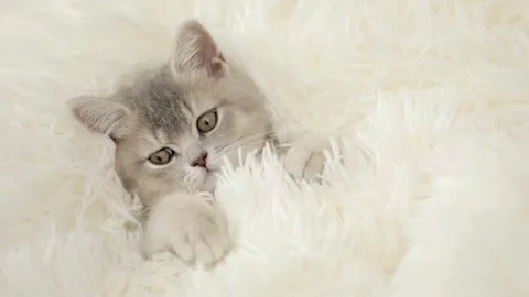 Cute gray kitten on a light background 動画素材 252059185