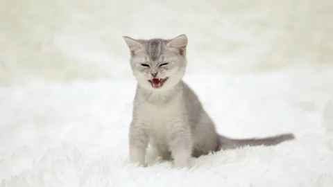 Cute gray kitten on a light background Vídeo Stock 255424804